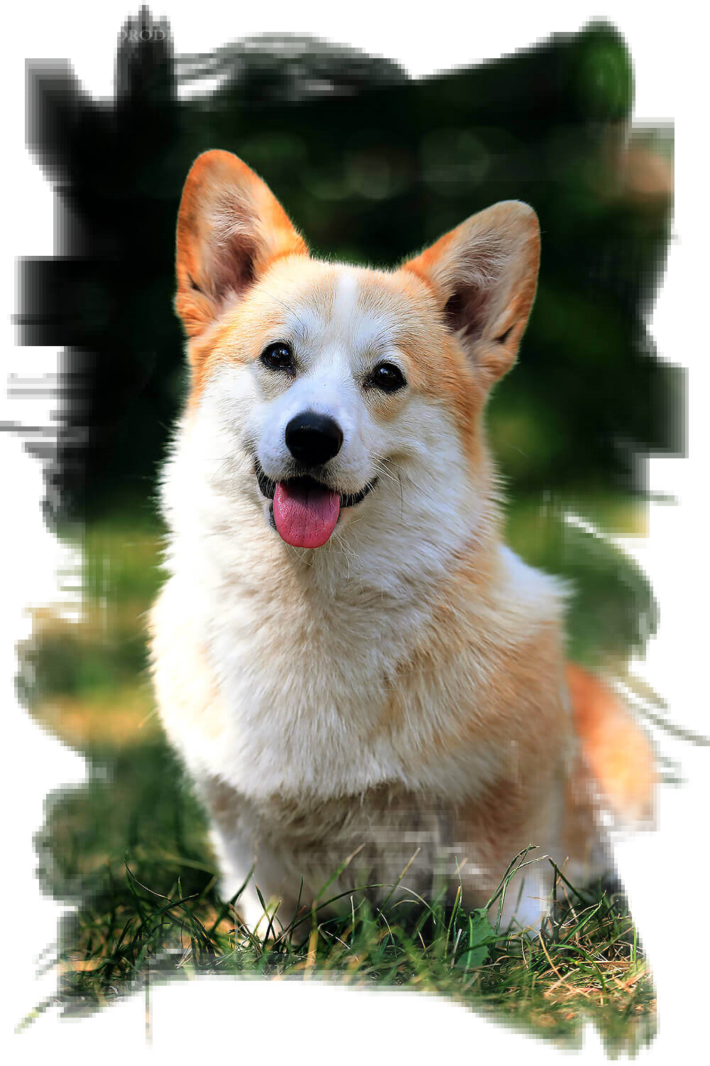 REBEKKA FOR HIT OF HIT VON OSTEN HERZ