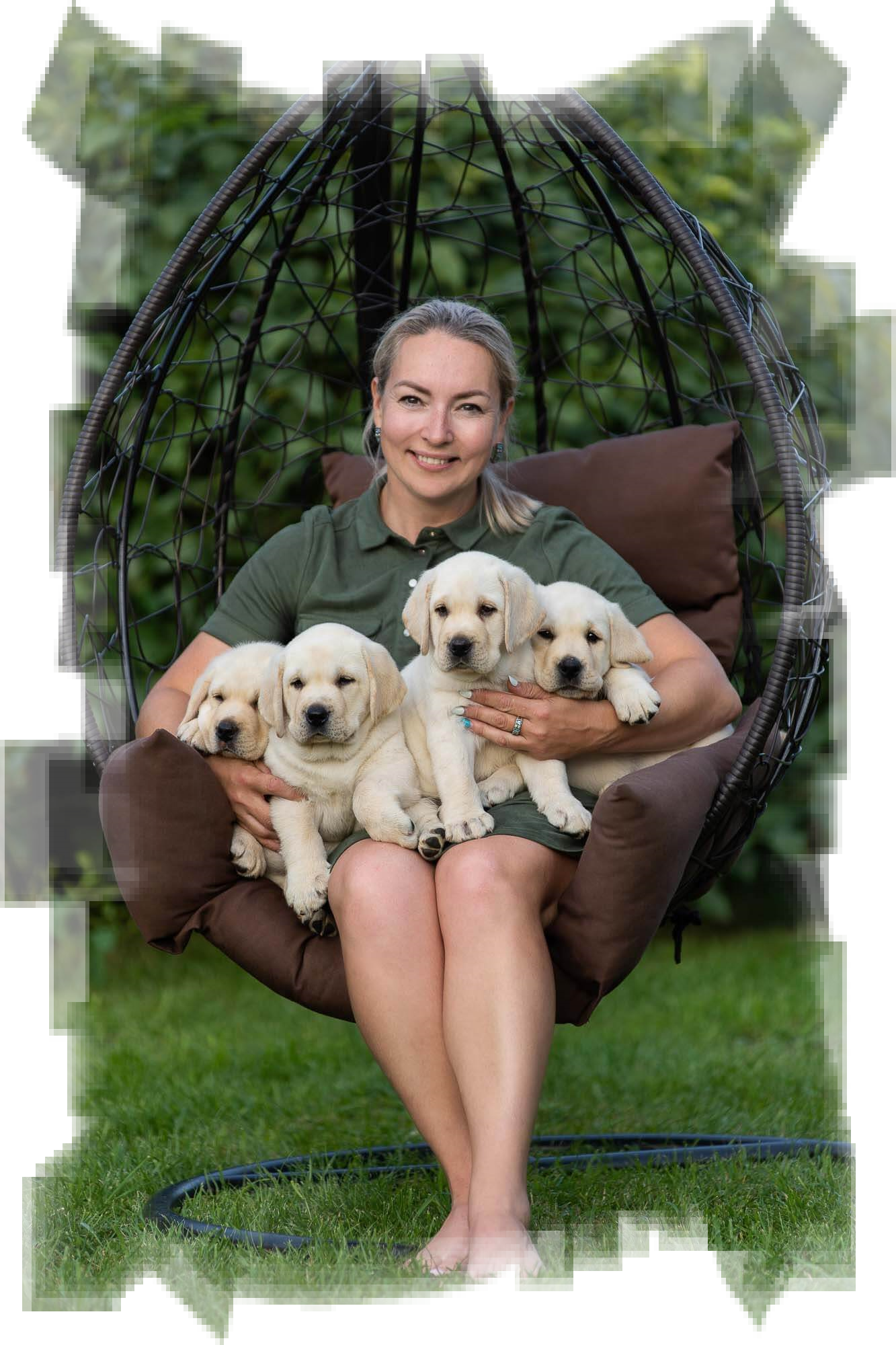 Питомник собак породы лабрадор-ретривер, вельш корги пемброк