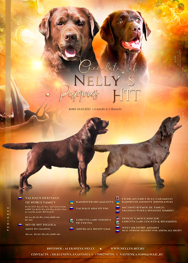 В питомнике шоколадные щенки