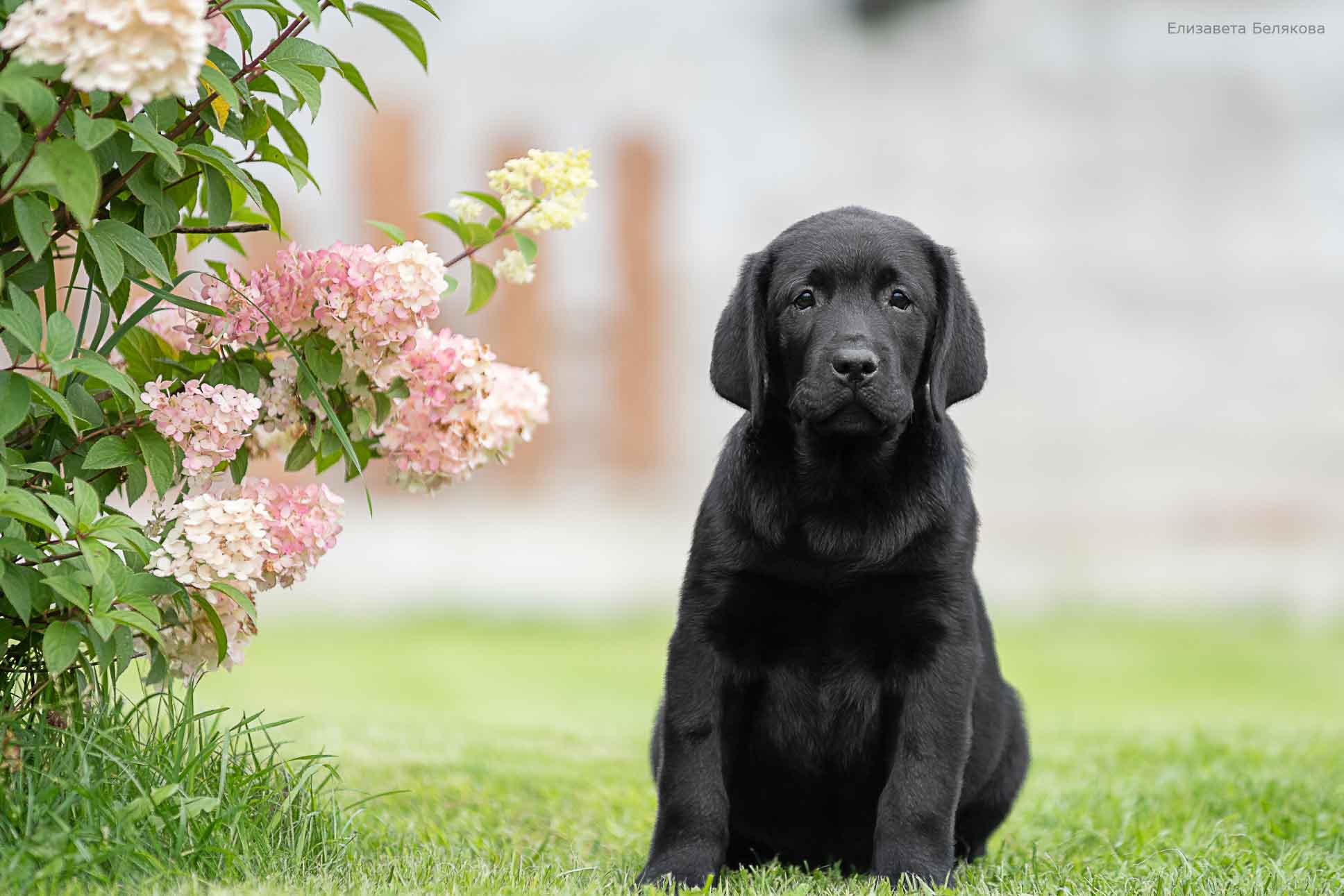 В питомнике есть щенки