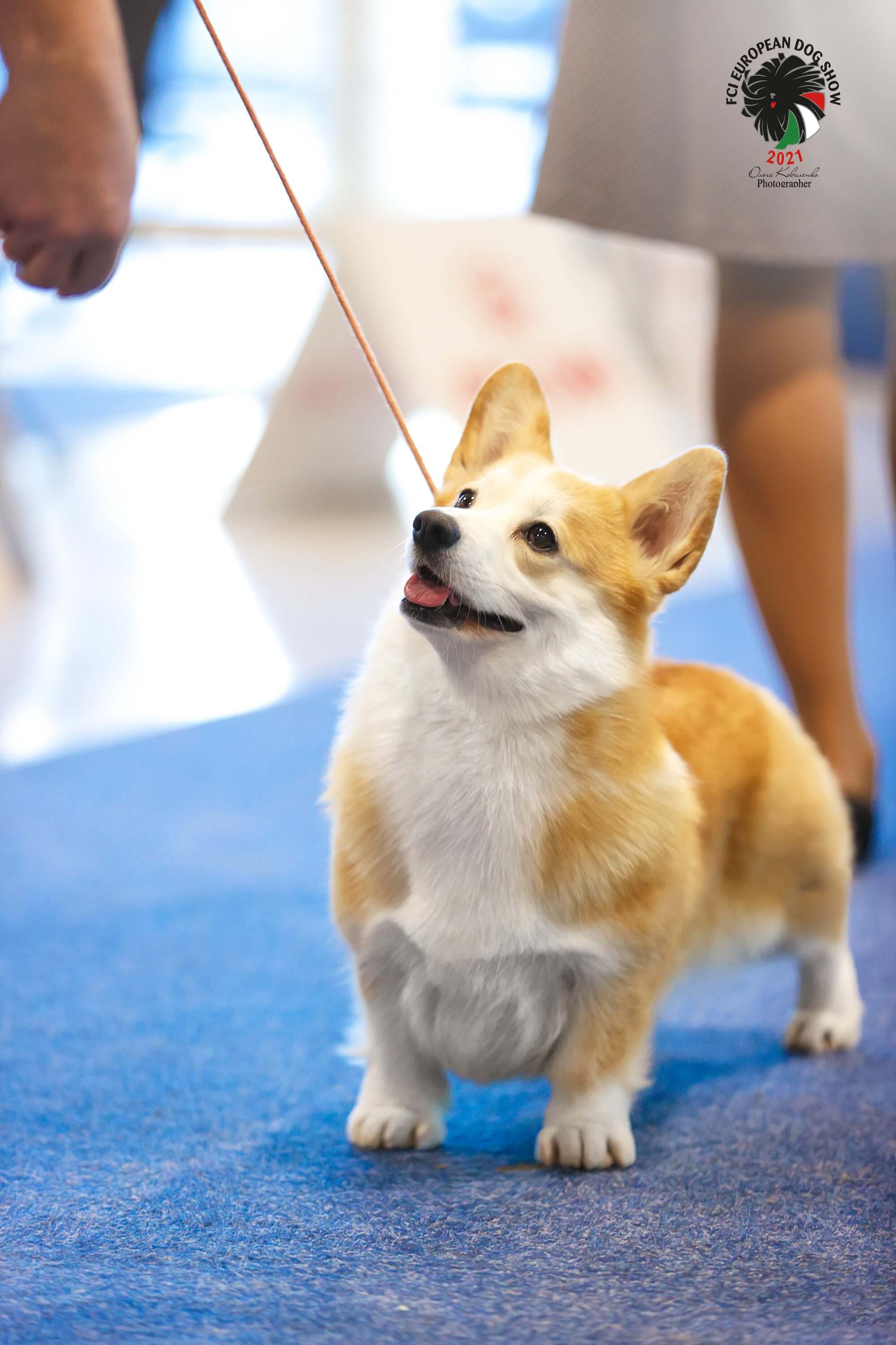 Победа Ребекки