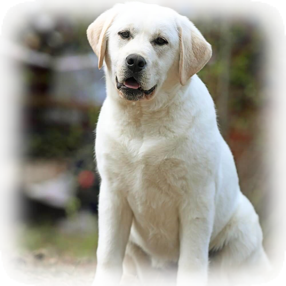 HIT OF HIT CHERRY PIE