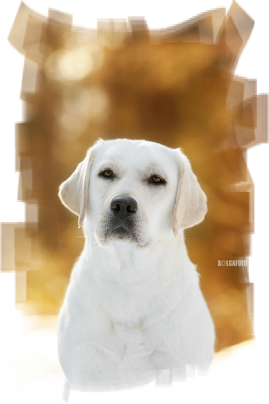 HIT OF HIT CHUPA CHUPS