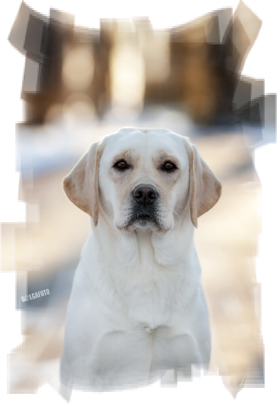 HIT OF HIT ZIPPA FIRE