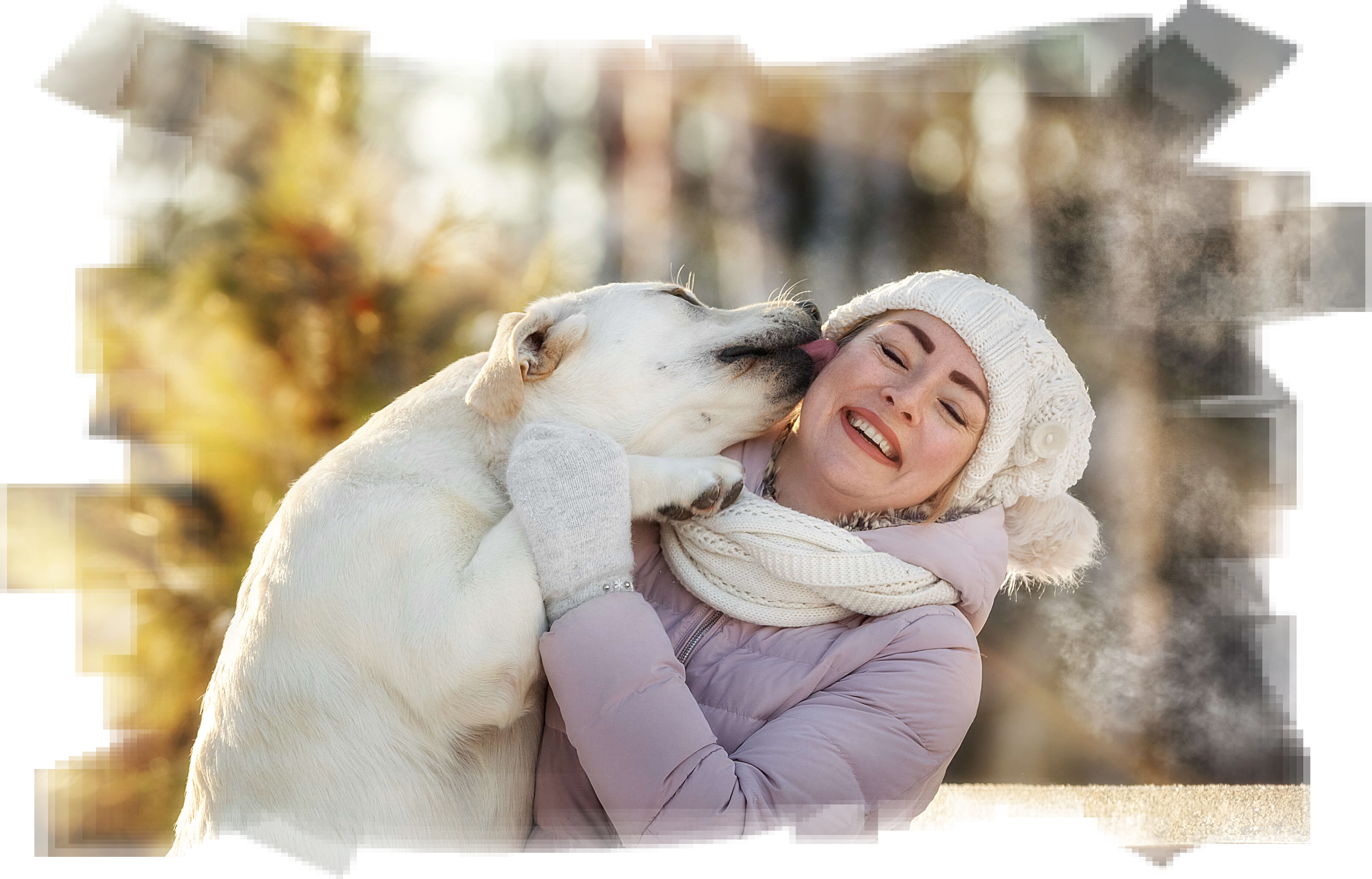 Питомник собак породы лабрадор-ретривер, вельш корги пемброк
